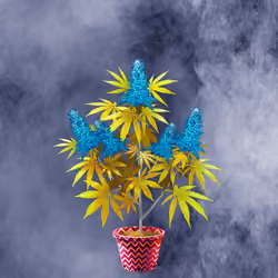NFTokin #11803