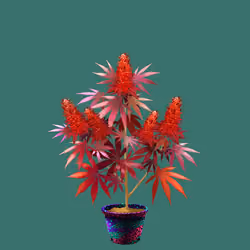 NFTokin #4697
