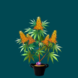 NFTokin #12515
