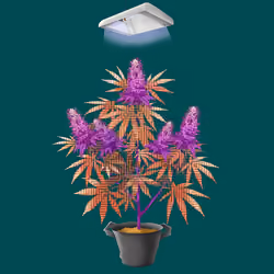 NFTokin #10579
