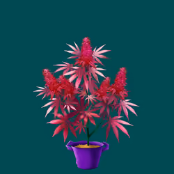 NFTokin #7231
