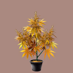 NFTokin #4082