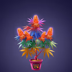NFTokin #11924