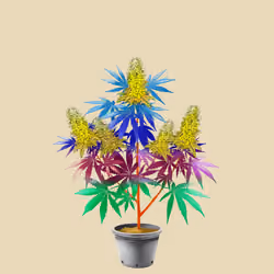 NFTokin #5892