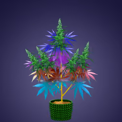 NFTokin #10339