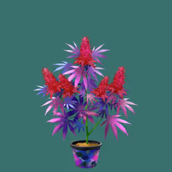 NFTokin #2558