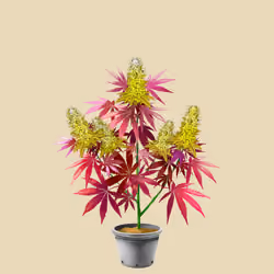 NFTokin #5235