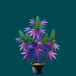 NFTokin #4625