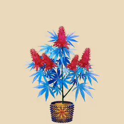NFTokin #10127