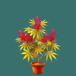 NFTokin #11243