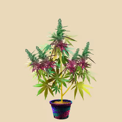 NFTokin #7640