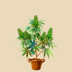 NFTokin #5192