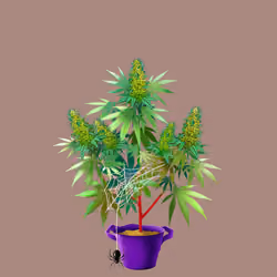 NFTokin #3688