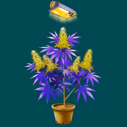 NFTokin #10118