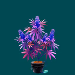 NFTokin #7796