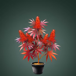 NFTokin #12371
