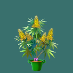 NFTokin #8787