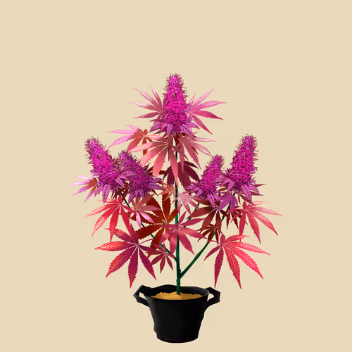 NFTokin #10774