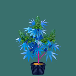 NFTokin #4084