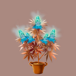 NFTokin #4275