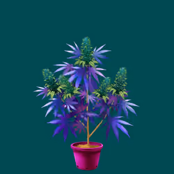 NFTokin #3648