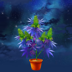 NFTokin #12231