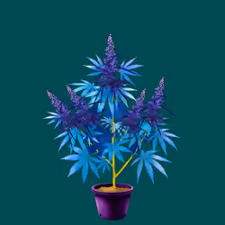 NFTokin #7246