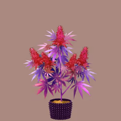 NFTokin #12486