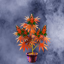 NFTokin #10195