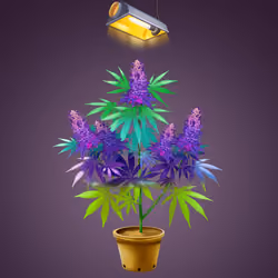 NFTokin #2141