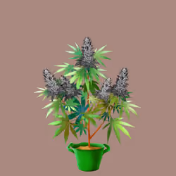 NFTokin #1065