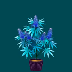 NFTokin #6097