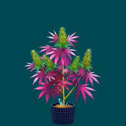 NFTokin #5826