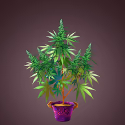 NFTokin #5062