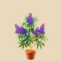 NFTokin #4586