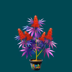 NFTokin #6286