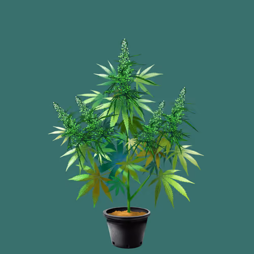 NFTokin #8994