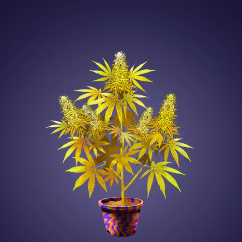 NFTokin #12342