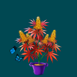 NFTokin #248