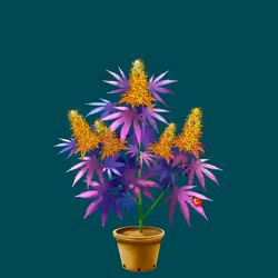 NFTokin #11146