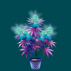 NFTokin #5916