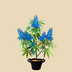 NFTokin #10468