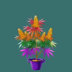 NFTokin #3126