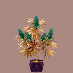 NFTokin #11090