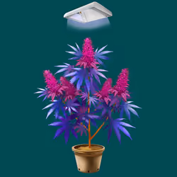 NFTokin #1341