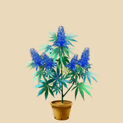 NFTokin #6083