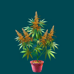 NFTokin #11213