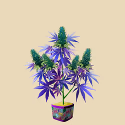 NFTokin #3212