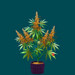 NFTokin #5436