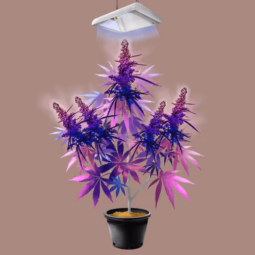 NFTokin #9381